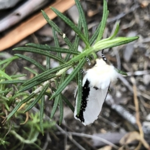 Oenosandra boisduvalii at Michelago, NSW - 21 Mar 2019 06:02 PM