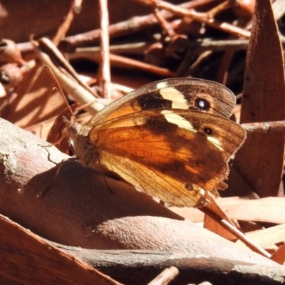 Heteronympha merope (Common Brown Butterfly) at Kingston, ACT - 26 Mar 2019 by RodDeb