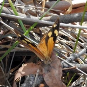 Heteronympha merope at Kingston, ACT - 26 Mar 2019