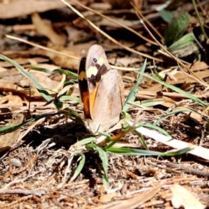 Heteronympha merope at Kingston, ACT - 26 Mar 2019