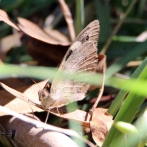 Heteronympha merope at Kingston, ACT - 26 Mar 2019