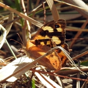 Heteronympha merope at Kingston, ACT - 26 Mar 2019