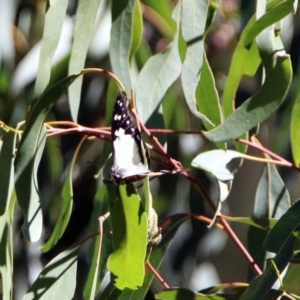 Charaxes sempronius at Kingston, ACT - 26 Mar 2019