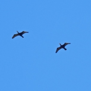 Phalacrocorax carbo at Fyshwick, ACT - 26 Mar 2019 12:06 PM