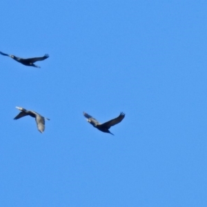 Phalacrocorax carbo at Fyshwick, ACT - 26 Mar 2019 12:06 PM