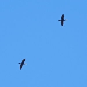 Phalacrocorax carbo at Fyshwick, ACT - 26 Mar 2019 12:06 PM