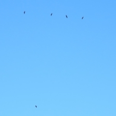 Phalacrocorax carbo at Fyshwick, ACT - 26 Mar 2019