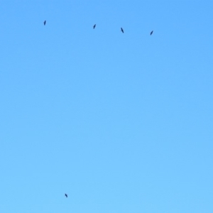 Phalacrocorax carbo at Fyshwick, ACT - 26 Mar 2019 12:06 PM