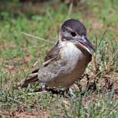 Cracticus torquatus (Grey Butcherbird) at Fyshwick, ACT - 26 Mar 2019 by RodDeb