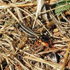 Macrotona australis (Common Macrotona Grasshopper) at Jerrabomberra Wetlands - 26 Mar 2019 by RodDeb