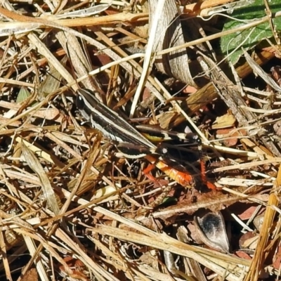 Macrotona australis (Common Macrotona Grasshopper) at Jerrabomberra Wetlands - 26 Mar 2019 by RodDeb