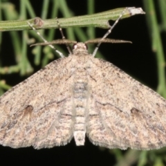 Ectropis excursaria (Common Bark Moth) at Ainslie, ACT - 10 Mar 2019 by jbromilow50