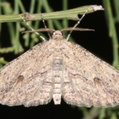 Ectropis excursaria (Common Bark Moth) at Ainslie, ACT - 10 Mar 2019 by jb2602