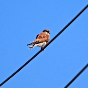 Falco cenchroides at Fyshwick, ACT - 26 Mar 2019