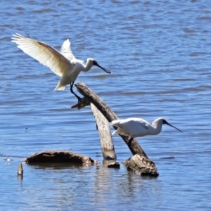 Platalea regia at Fyshwick, ACT - 26 Mar 2019