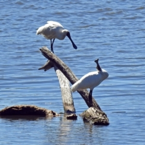 Platalea regia at Fyshwick, ACT - 26 Mar 2019 12:40 PM