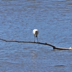 Platalea regia at Fyshwick, ACT - 26 Mar 2019