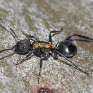 Polyrhachis ornata at Acton, ACT - 26 Mar 2019 12:27 PM