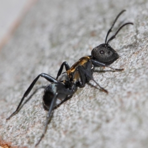 Polyrhachis ornata at Acton, ACT - 26 Mar 2019 12:27 PM