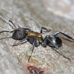 Polyrhachis ornata at Acton, ACT - 26 Mar 2019 12:27 PM