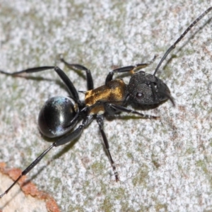 Polyrhachis ornata at Acton, ACT - 26 Mar 2019 12:27 PM