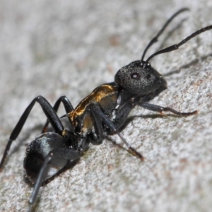 Polyrhachis ornata at Acton, ACT - 26 Mar 2019 12:27 PM