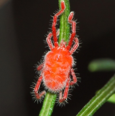 Trombidiidae (family) (Red velvet mite) at ANBG - 22 Mar 2019 by TimL