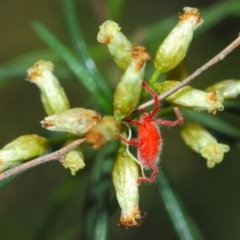 Trombidiidae (family) at Acton, ACT - 22 Mar 2019 12:32 PM