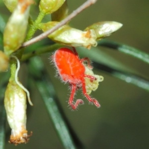 Trombidiidae (family) at Acton, ACT - 22 Mar 2019