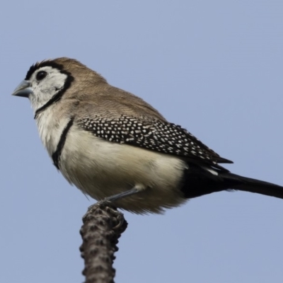 Stizoptera bichenovii (Double-barred Finch) at Michelago, NSW - 22 Mar 2019 by Illilanga