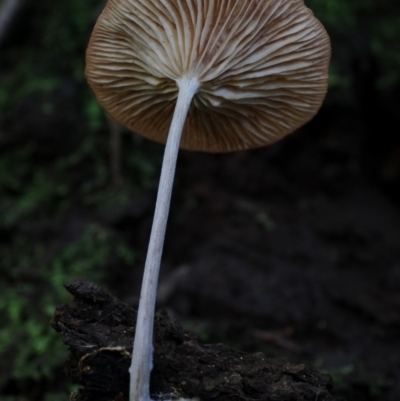 Unidentified Cap on a stem; gills below cap [mushrooms or mushroom-like] at Box Cutting Rainforest Walk - 25 Mar 2019 by Teresa