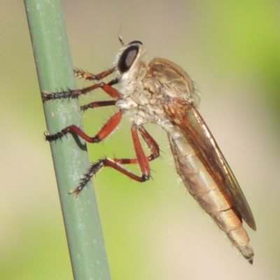 Colepia ingloria (A robber fly) at Paddys River, ACT - 20 Feb 2019 by michaelb