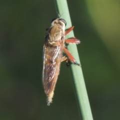 Colepia ingloria at Paddys River, ACT - 20 Feb 2019 07:24 PM