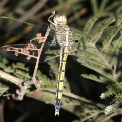 Orthetrum caledonicum (Blue Skimmer) at Ainslie, ACT - 25 Mar 2019 by jbromilow50