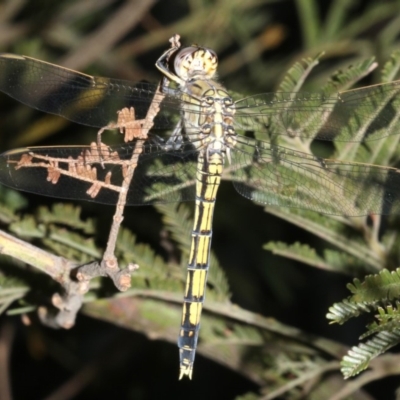 Orthetrum caledonicum (Blue Skimmer) at Ainslie, ACT - 25 Mar 2019 by jb2602