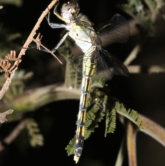 Orthetrum caledonicum at Ainslie, ACT - 25 Mar 2019