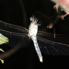 Orthetrum caledonicum at Ainslie, ACT - 25 Mar 2019