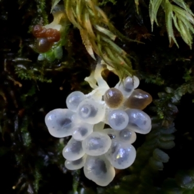 Myxomycete-plasmodium(class) (A slime mould) at Kianga, NSW - 25 Mar 2019 by Teresa