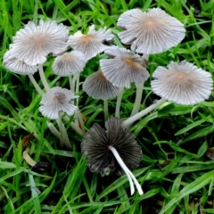 Parasola plicatilis (An Ink Cap) at Dalmeny, NSW - 24 Mar 2019 by Teresa