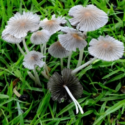 Parasola plicatilis (An Ink Cap) at Dalmeny, NSW - 24 Mar 2019 by Teresa