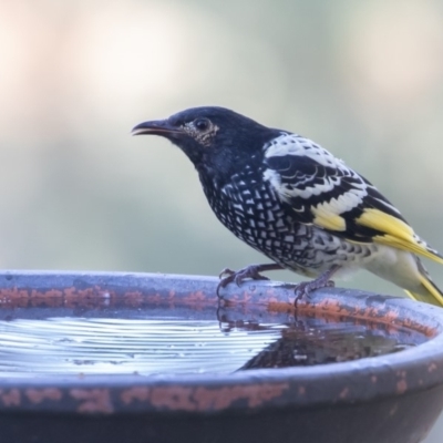 Anthochaera phrygia (Regent Honeyeater) by rawshorty