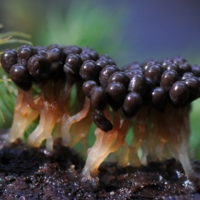 Myxomycete-plasmodium(class) (A slime mould) at Box Cutting Rainforest Walk - 25 Mar 2019 by Teresa