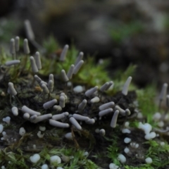 Arcyria cinerea at Kianga, NSW - 25 Mar 2019 by Teresa