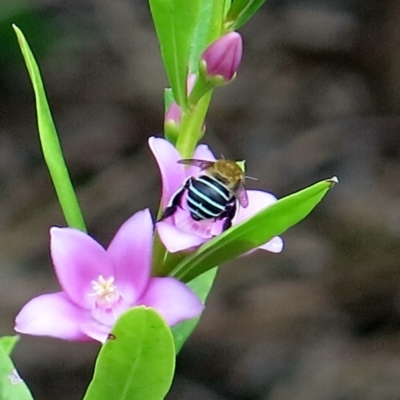 Amegilla sp. (genus) (Blue Banded Bee) at Conjola, NSW - 14 Mar 2019 by Margieras