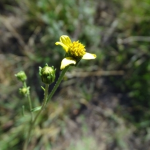 Bidens subalternans at Isaacs, ACT - 26 Mar 2019