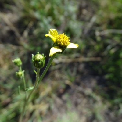 Bidens subalternans (Greater Beggars Ticks) at Isaacs, ACT - 26 Mar 2019 by Mike