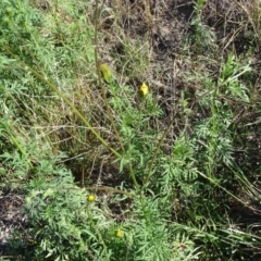 Bidens subalternans at Isaacs, ACT - 26 Mar 2019