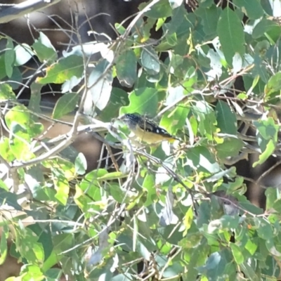 Pardalotus punctatus (Spotted Pardalote) at Isaacs, ACT - 26 Mar 2019 by Mike