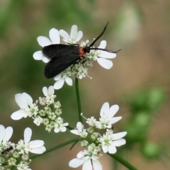 Pollanisus subdolosa (Cunning Forester () at Conjola National Park - 14 Mar 2019 by Margieras