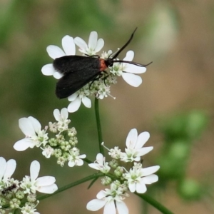 Pollanisus subdolosa at Conjola National Park - 14 Mar 2019 10:38 AM